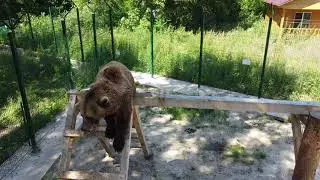 Медведь Мансур на лестнице