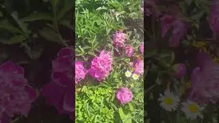 #shorts  Маки и шашлык