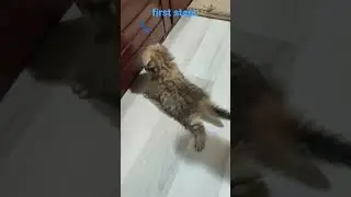 first steps 🐾