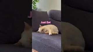 I want to be a cat! 😂 #cat #kitten #MeyzileYoutubeShorts