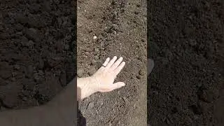 окучивание картофеля