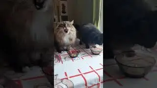Коты и Сметана. Сибирский кот Кесмус 