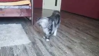 Курильский бобтейл приносит палочку