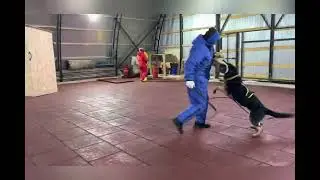 Pskovland Ferrari, тренировка