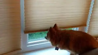 Nosey Chihuahua doesn't like the blinds down