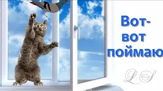Наглые голуби дразнят кошку. Вот-вот поймаю