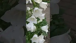 колокольчики цветение в начале июня