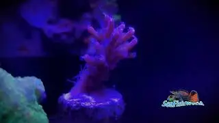 Acropora Coral - SPS /