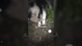 собака 🐕‍🦺