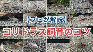 【プロが解説する】コリドラスの飼い方