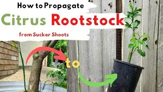 How to Grow Citrus Rootstock From Cuttings (Water/Sucker Shoots)