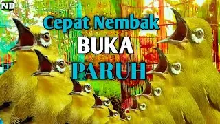 Terapi Pleci buka Paruh 2024 !! Memancing Pleci Cepat Bongkar isian