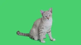 cat green screen