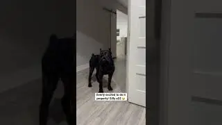 Giant Schnauzer DEMANDS Food! - Obedience Command Gone Wrong