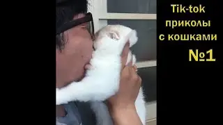Тик-ток приколы с кошками №1