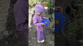 Panen Tomat #shorts #viralvideo