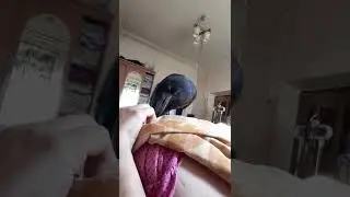 степа