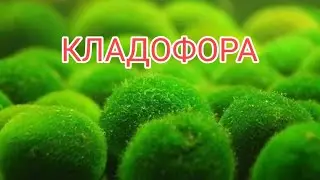 КЛАДОФОРА. УХОД , СОДЕРЖАНИЕ И РАЗМНОЖЕНИЕ