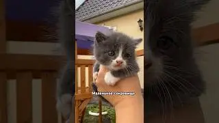 Малыш-котёнок❤️наш ТГ:darindvor2