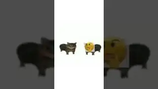 cute cat relationship meme