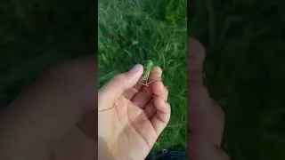 кузнечик, разница самца от самки