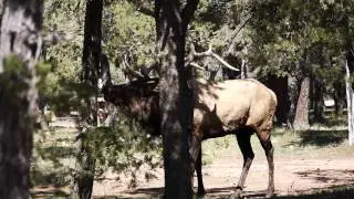 Terrifying Elk Scream