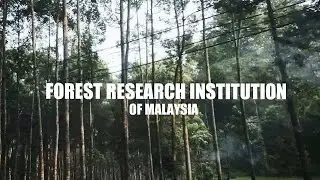 FOREST RESEARCH INSTITUTION OF MY | NATURE VLOG