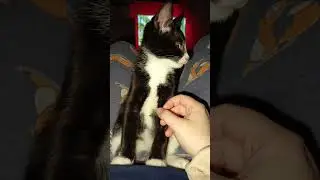 #рекомендации #cat #топ #кот #catlover