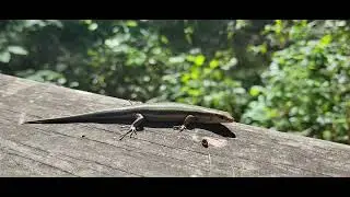 Lizard In Great Dismal Swamp In Virginia!