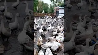 Как гуси и утки выживают в ГРЯЗИ  🐦🌧️Жизнь в режиме вечного ливня 🌧️