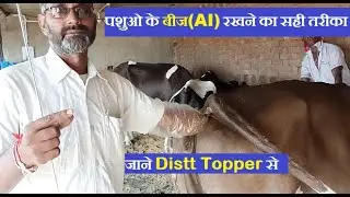 पशुओ में बीज(AI)रखने का सही तरीका |ai procedure in cows and buffalo