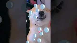 🐕 Shiba Inu: Discover the Secret to Their Long Lifespan! 🌟 | #9 of Top Long-Living Breeds 💖#shorts