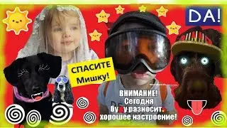 Смешное видео.Приколы. Забавные животные. Дратхаар на охоте. 2019. Funny video. 2020