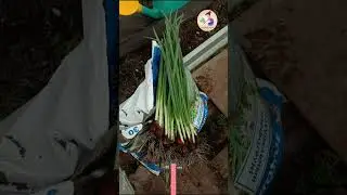 Первый урожай зеленого лука в начале сезона и Лайфхак для заморозки лука