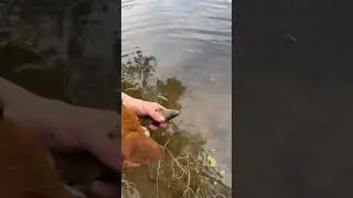 Линь на вершу! #shorts #рыбалка #fishing