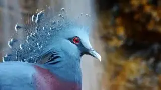 Exotic birds - экзотические птицы