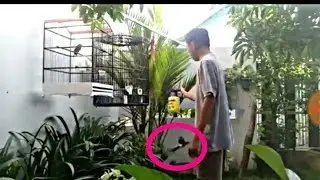 Detik detik burung murai lepas saat di mandiin