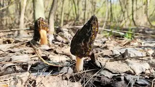 Конічні зморшки: як виглядають, в яких місцях ростуть і просто збір