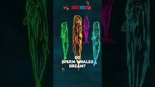 🐋 Do sperm whales dream?
