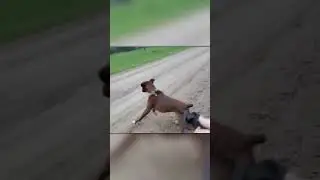 Donkey Neighs at Dog After Electric Shock