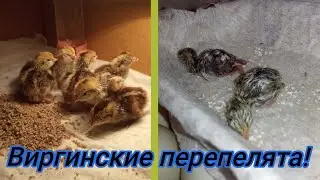 За ночь вылупились почти все виргинские перепелята из подаренных яиц!