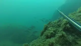 Подводная охота. Висячка Горбыля (как подкрасться).