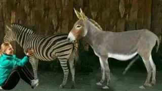الحمار  مع حمارة متوحشة شاهد ماذا حدث 😍😍