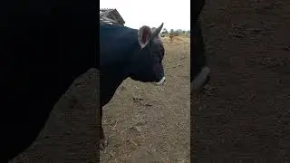 Когда хозяйка  не ведётся на манипуляции)) #деревня #cow #животные #быки #белгородскаяобласть #юмор