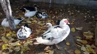 Утки под яблоками)) Кто не умеет насиживать, того в суп!