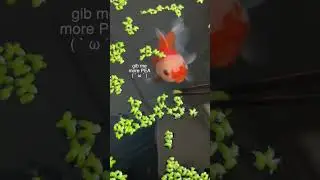 Am I feeding my fish Laxatives? 🚽