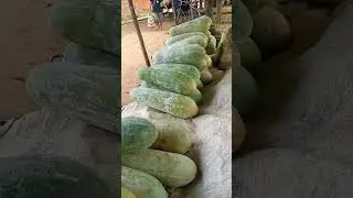 jirsong live chenel