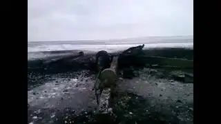 На учениях снаряд разорвался в стволе. Обделались лёгким испугом.