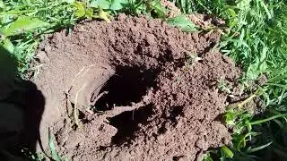 Как помочь старой яблоне?