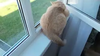 Влог/ Огород /Покупки